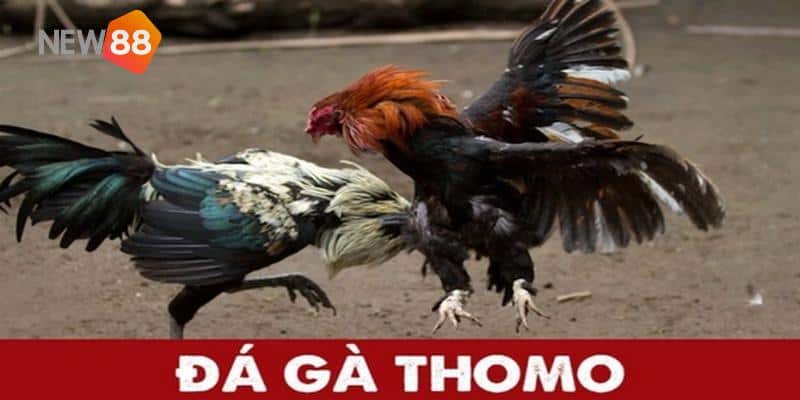 Ưu điểm khi trải nghiệm đá gà Thomo tại New88