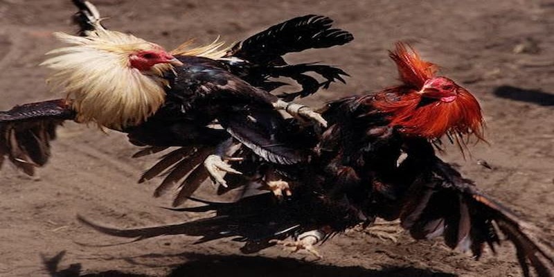 Đá gà cựa dao hiện thu hút hơn 10 triệu người xem
