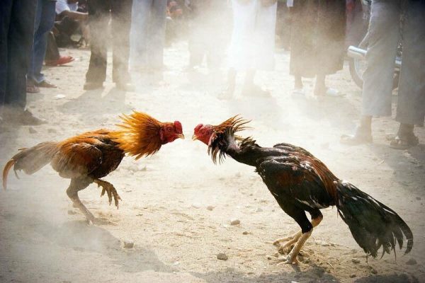 Lý do bạn nên lựa chọn New88 mà không phải sân chơi khác