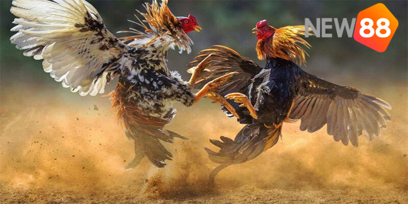 Hình thức đá gà nên biết