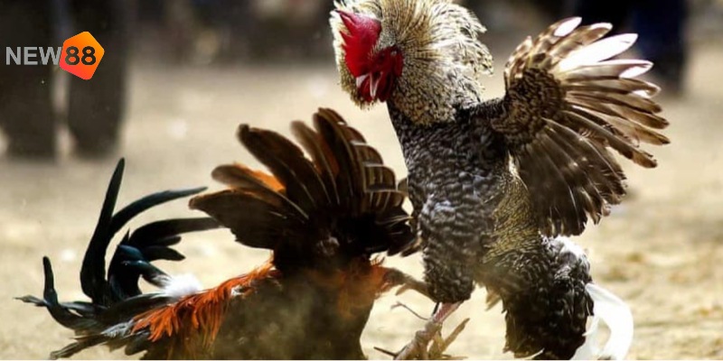 Học hỏi kinh nghiệm cược chọi gà đòn từ cao thủ