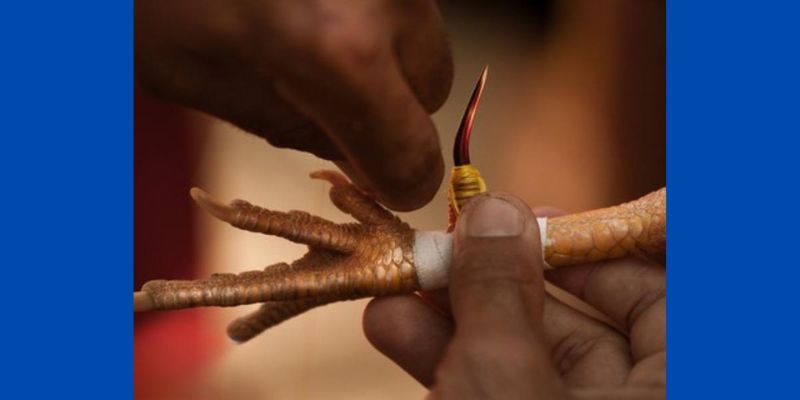 Những giống gà được lựa chọn tham gia thi đá gà cựa dao