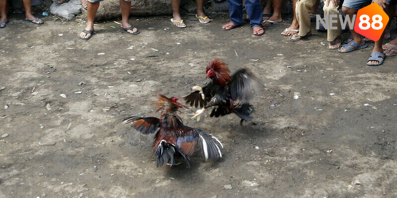 Học luật chơi đá gà Philippines