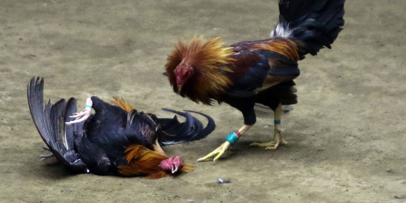 Tìm hiểu hình thức đá gà cựa trực tiếp là gì?