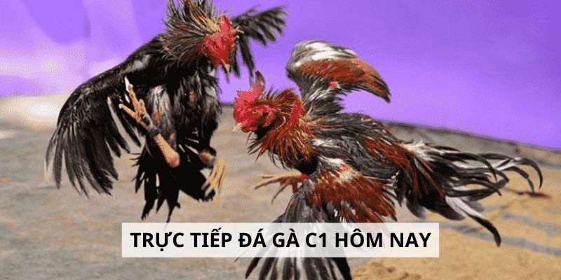 Trực tiếp đá gà c1 hôm nay và kinh nghiệm đặt cược thông minh
