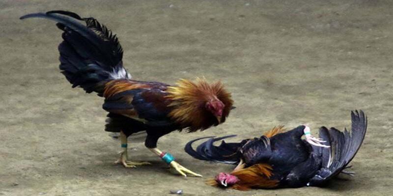 Trận chiến kết thúc khi chiến kê không thể thi đấu