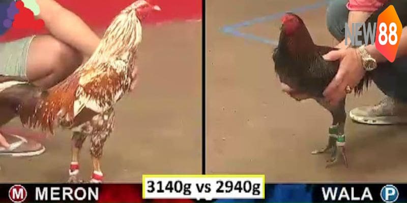 Những đặc trưng của một trận gà