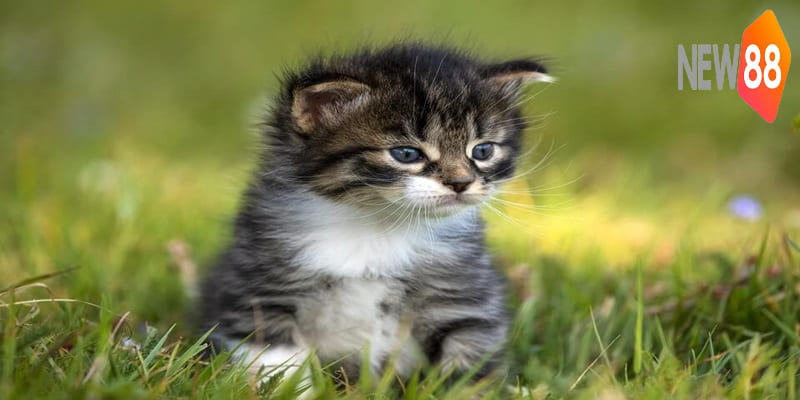 Tìm hiểu về giấc mơ thấy mèo thường gặp