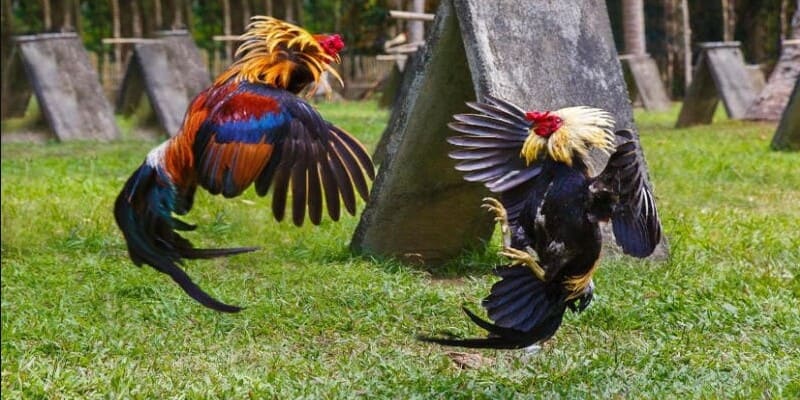 Nhìn gà biết lối đá để tham gia thi đấu hiệu quả