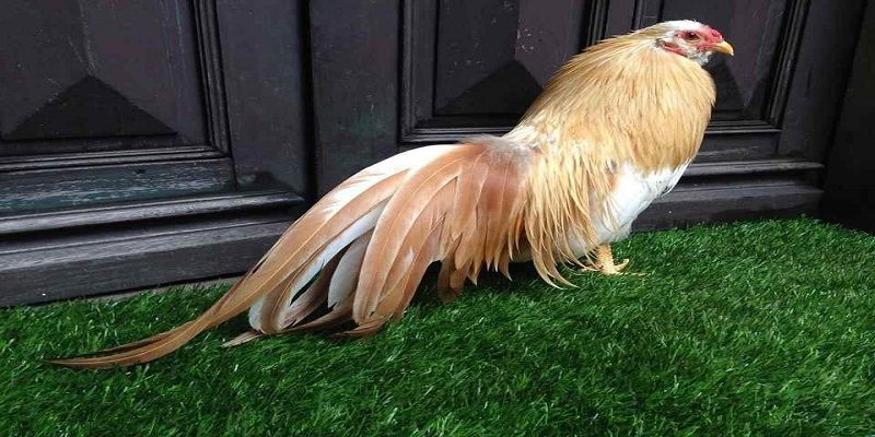 Cập nhập kiến thức về gà chọi hôm nay