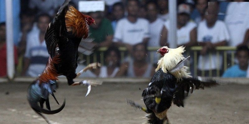 Trận gà 15 tỷ được tổ chức ở đâu?