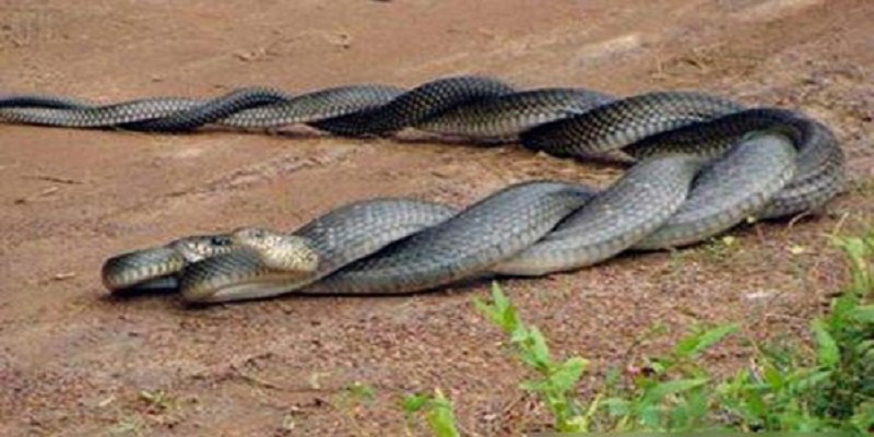 2 con rắn quấn nhau mang điềm báo gì?