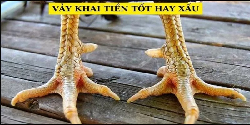 Tìm hiểu chi tiết về vảy khai tiền